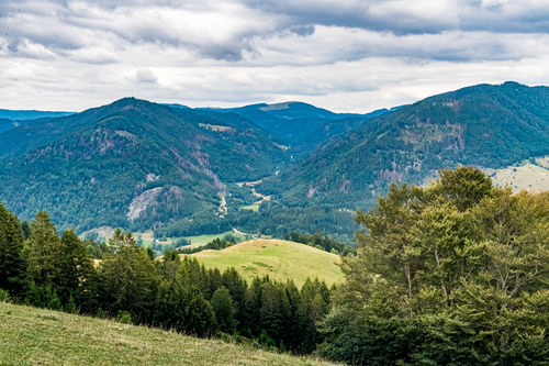 Tnnlefriedhof?  Klimawandel, Borkenkfer und Regulation der Wildbestnde