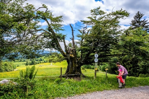 Wanderung von der Talstation der Belchen Seilbahn zu den alten Weidbuchen