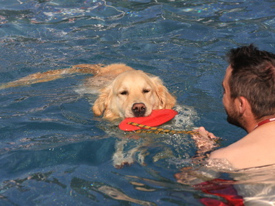 Das Hundeschwimmen im Freibad Schönau erfreut sich großer Beliebtheit