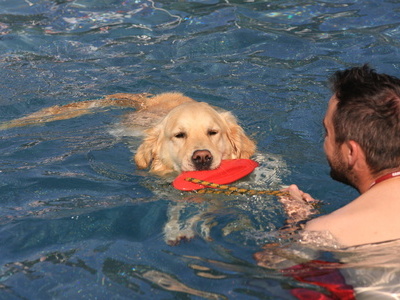 Ein Badegast schwimmt mit seinem Hund im Wasser des Freibads. Der Hund hat eine rote Frisbee in der Hand, der Badegast hält ein Seil, das sich daran befindet. Ein Badegast schwimmt mit seinem Hund im Wasser des Freibads. Der Hund hat eine rote Frisbee in der Hand, der Badegast hält ein Seil, das sich daran befindet.