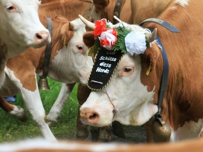 Geschm�cktes Jungvieh beim Auftrieb auf die Sommerweiden